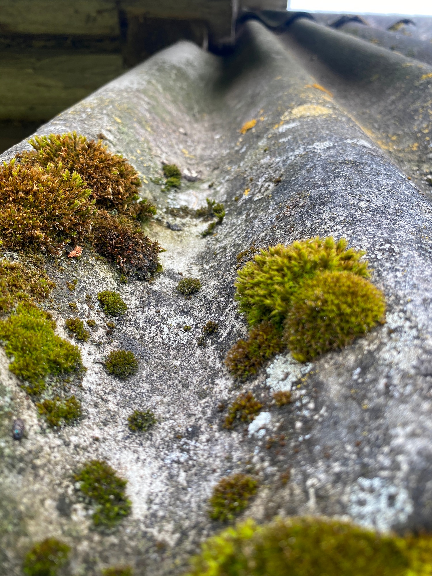 green moss close-up on an old roof cover